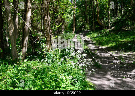 Fasi ascendenti attraverso un pennello Hill Riserva Naturale, Princes Risborough, Buckinghamshire, UK Foto Stock