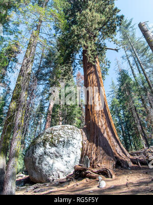 Sequioa National Park in California centrale USA in novembre Foto Stock