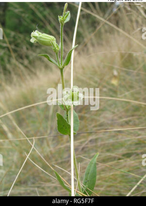 . Strategia di conservazione per la Silene spaldingii (Spalding's catchfly) nel Montana . La botanica; piante rare; Silene spaldingii. La figura 2. Multi-derivava Silene spaldingii impianto. La figura 3. Silene spaldingii close-up. 2. Descrizione tecnica:-Villosi tomentose e più o meno viscoso-pubescent perenne da un semplice o ramificato caudex, 2-6 dm tall; foglie cauline 4-7 coppie, oblanceolate sotto a foglie lanceolate sopra, 6-7 cm, 0,5-1,5 cm di ampio, sessili e leggermente connate; fiori diversi per molti in una verdeggiante e di solito cyme compatto; calice tubolare di- campanulate, circa 15 mm lungo all'antesi, diventando mo Foto Stock