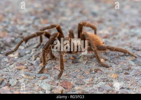 Escursioni a piedi lungo il Rio Grande in Big Bend, National Park, Texas Foto Stock