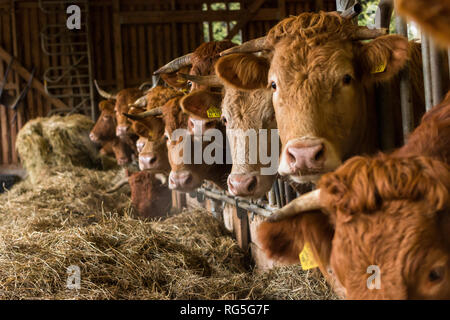 Mutterkühe Winterstall im Foto Stock