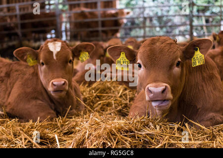 Kälber liegen im Stroh Foto Stock