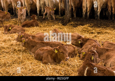 Kälber ruhen sich im aus di stallo Foto Stock