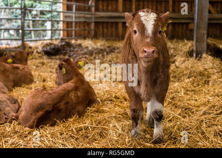 Junges Kalb stallo im Foto Stock