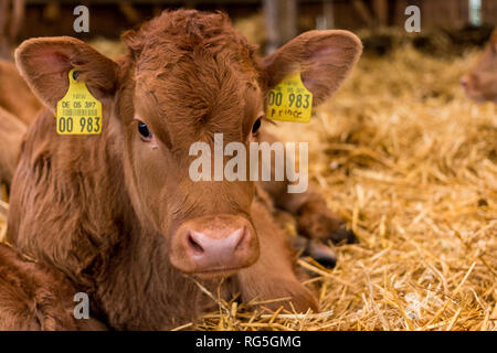 Junges Kalb liegt im in stallo Foto Stock