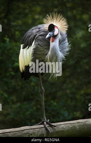 East African Crowned Crane (Balearica regulorum gibbericeps), noto anche come crested gru. Foto Stock