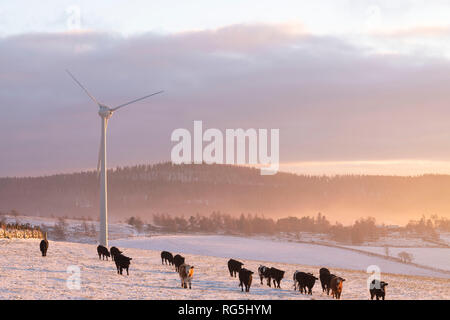 Una turbina eolica nel tardo pomeriggio di sole invernale con bovini di camminare su un campo nevoso in primo piano Foto Stock