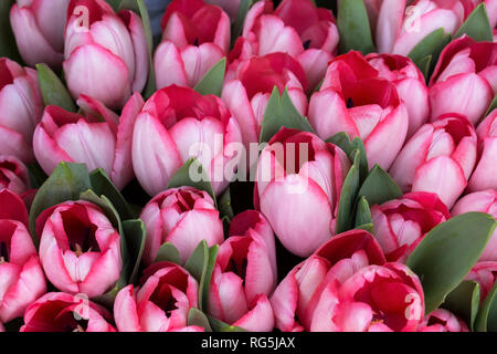 Bouqet della Primavera Rosa tulipani su un mercato Foto Stock