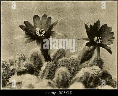 . Le Cactaceae : descrizioni e illustrazioni di piante della famiglia di cactus. 48 Le Cactaceae. Località tipo: alte montagne della Bolivia. Distribuzione: noto solo dalla località tipo. Questa molto strana pianta è a noi sconosciuto tranne che dalla descrizione e illustra- zioni, ma sembra essere di questa relazione. Illustrazioni: Bot. Zeit. 651: pi. 2, f. 4, io, come Echinocactus steinmannii. La figura 60a è tratta da una fotografia di illustrazioni sopra citato. Specie descritta, FORSE DI QUESTO GENERE. Echinopsis deminuTa Weber, Boll. Mus. Hist. Nat. Paris 10: 386. 1904. Echinocactus deminutus G Foto Stock