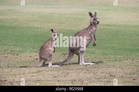 Femmina grigio orientale Canguro (Marcopus giganteus) Foto Stock