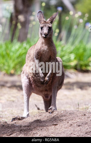 Femmina grigio orientale Canguro (Marcopus giganteus) Foto Stock