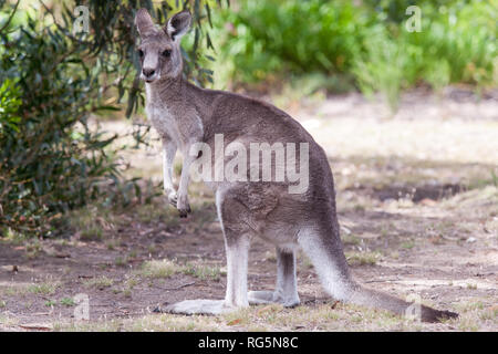 Femmina grigio orientale Canguro (Marcopus giganteus) Foto Stock