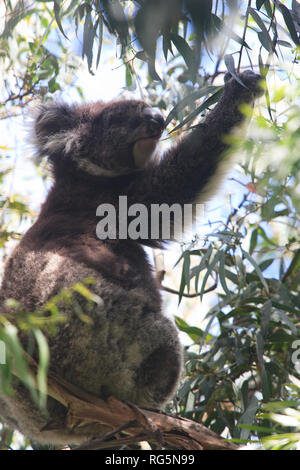 Koala (Phascularctos cinereus) raggiungendo mentre è seduto in eucalipto Foto Stock