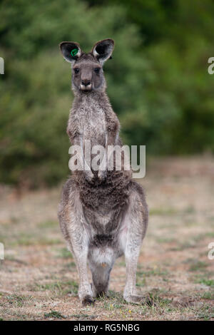 Femmina grigio orientale Canguro (Marcopus giganteus) Foto Stock