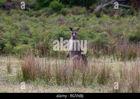 Femmina grigio orientale Canguro (Marcopus giganteus) Foto Stock