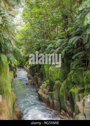 Te Whaiti-Nui-A-toi Canyon, coperte di muschio scogliera di roccia bianca e acqua, fiume Whirinaki, Te Urewera, Nw Zelanda Foto Stock