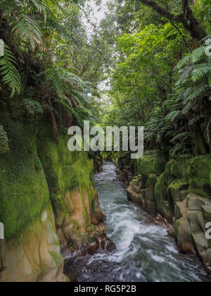 Te Whaiti-Nui-A-toi Canyon, coperte di muschio scogliera di roccia bianca e acqua, fiume Whirinaki, Te Urewera, Nw Zelanda Foto Stock