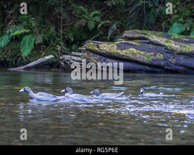 Quattro whio blu anatra, Whirinaki River, Te Urewera, Isola del nord, Nuova Zelanda Foto Stock