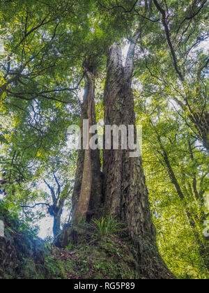 Northern Rata tree viticoltura giù il tronco di albero la Rimu, Whirinaki Forest Park, Te Urewera, Isola del nord, Nuova Zelanda Foto Stock