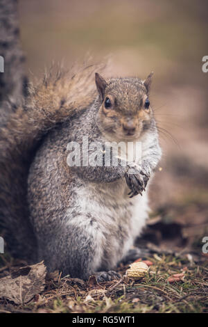 Uno scoiattolo grigio in un parco Foto Stock