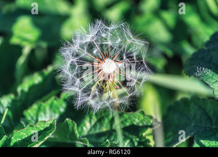 Dente di leone che si è trasformato in una palla rotonda di argento frutti tufted che si disperderà nel vento da qualche parte nei Paesi Bassi Foto Stock