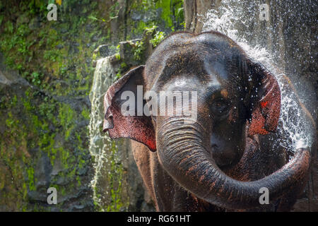 Elephant schizzare acqua, Tangkahan, Sumatra, Indonesia Foto Stock