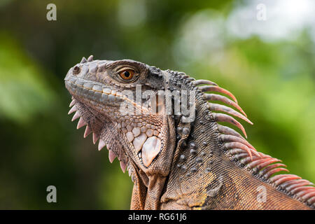 Ritratto di un Rosso iguana, Indonesia Foto Stock