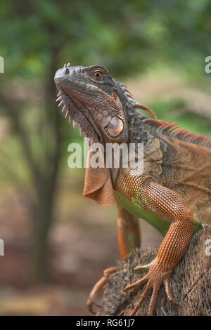 Ritratto di un Rosso iguana, Indonesia Foto Stock