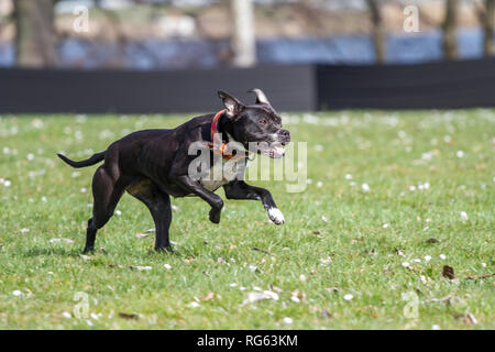 Giovane nero l'American Pit Bull Terrier in esecuzione il lure gara su un cane Sport event Foto Stock