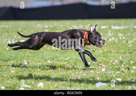 Giovane nero l'American Pit Bull Terrier in esecuzione il lure gara su un cane Sport event Foto Stock