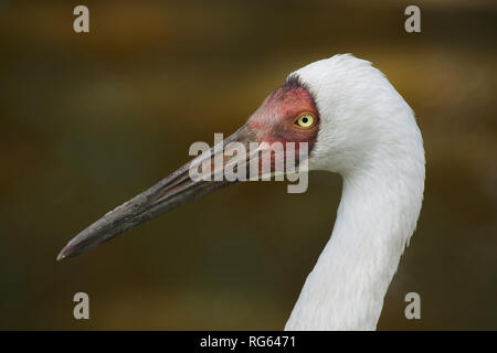 Gru siberiana (Grus leucogeranus), noto anche come la neve gru. Foto Stock