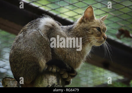 Gatto selvatico europeo (Felis silvestris silvestris). La fauna animale. Foto Stock