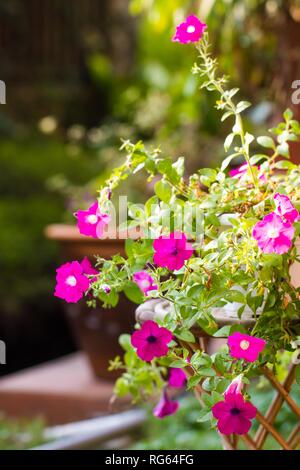 Di un bel colore rosa nelle petunie in un giardino Foto Stock