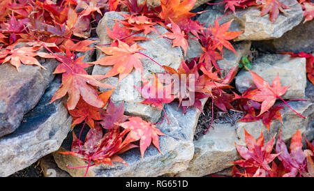 Caduto l'autunno giapponese di foglie di acero sparsi su rocce. Foto Stock