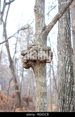 Un gnarl o un nodo in legno appare come nodulo. Fenomeno di parassiti e malattie dei tronchi e radici di alberi della foresta Foto Stock