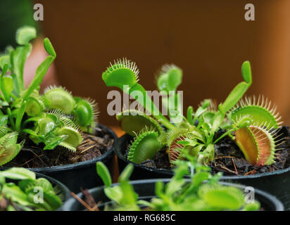 Venus flytrap nel recipiente Foto Stock