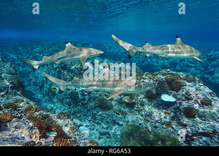 Blacktip squali di barriera subacquea e coralli, oceano pacifico, Polinesia Francese Foto Stock