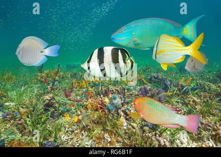 Underwater colorati pesci tropicali e fondale mar dei Caraibi Foto Stock