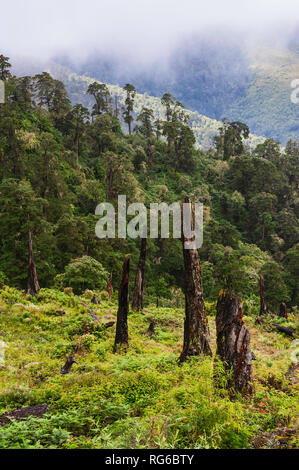 La malattia e la deforestazione lungo i pendii e foreste su monsone di mattina in Himalaya nei pressi di Tawang, Arunachal Pradesh, India. Foto Stock