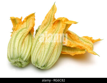 Fiori di zucca isolati su sfondo bianco Foto Stock