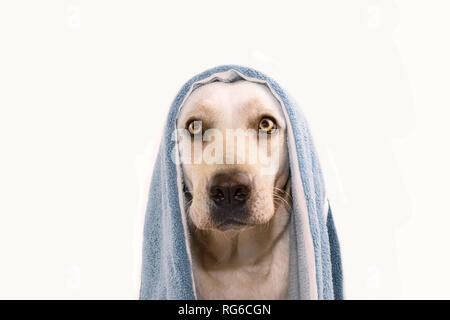 Cane la balneazione. Il Labrador Retriever avvolgere con un asciugamano blu. Isolato colpo contro uno sfondo bianco. Foto Stock