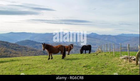 Cantabria, vista dal sentiero per il Monte Cilda, pony pascolo Foto Stock