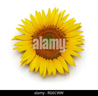 Girasole singolo isolato su sfondo bianco Foto Stock