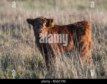 Quattro settimane vecchio Highland Vitello, Prospero, sfiora accanto a sua madre Anna-belle a Wicken Fen nella riserva naturale del Cambridgeshire. Foto Stock