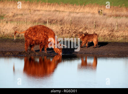 Quattro settimane vecchio Highland Vitello, Prospero, sfiora accanto a sua madre Anna-belle a Wicken Fen nella riserva naturale del Cambridgeshire. Foto Stock