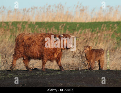 Quattro settimane vecchio Highland Vitello, Prospero, sfiora accanto a sua madre Anna-belle a Wicken Fen nella riserva naturale del Cambridgeshire. Foto Stock