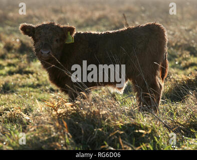 Quattro settimane vecchio Highland Vitello, Prospero, sfiora accanto a sua madre Anna-belle a Wicken Fen nella riserva naturale del Cambridgeshire. Foto Stock