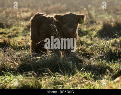 Quattro settimane vecchio Highland Vitello, Prospero, sfiora accanto a sua madre Anna-belle a Wicken Fen nella riserva naturale del Cambridgeshire. Foto Stock