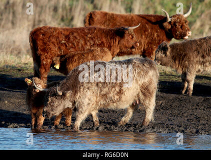 Quattro settimane vecchio Highland Vitello, Prospero, sfiora accanto a sua madre Anna-belle a Wicken Fen nella riserva naturale del Cambridgeshire. Foto Stock