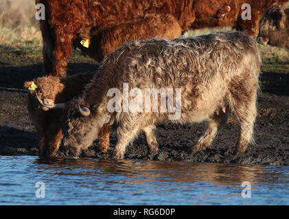 Quattro settimane vecchio Highland Vitello, Prospero, sfiora accanto a sua madre Anna-belle a Wicken Fen nella riserva naturale del Cambridgeshire. Foto Stock